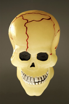 plastic skull